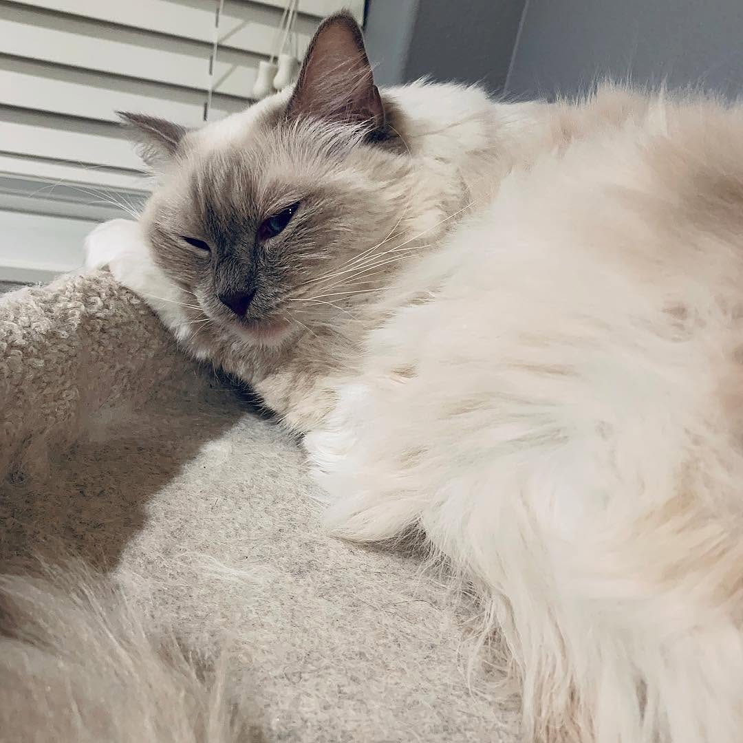 Post 10 by Jedi & Missy & Dane Ragdolls on Instagram (image)