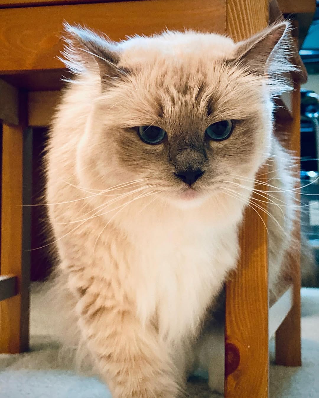 Post 2 by Jedi & Missy & Dane Ragdolls on Instagram (image)