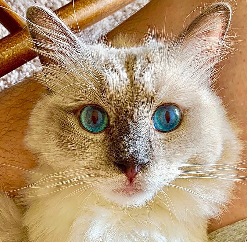 Post 8 by Jedi & Missy & Dane Ragdolls on Instagram (image)