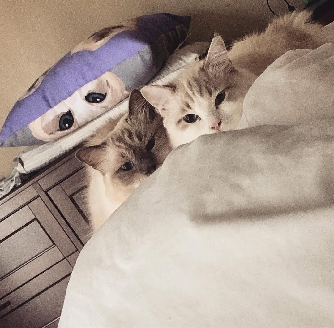 Post 5 by Jedi & Missy & Dane Ragdolls on Instagram (image)