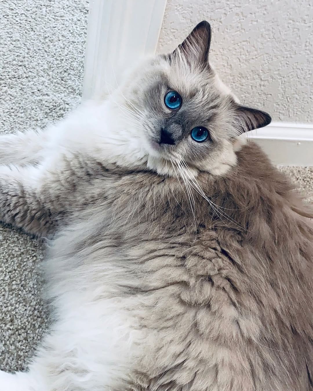 Post 3 by Jedi & Missy & Dane Ragdolls on Instagram (image)