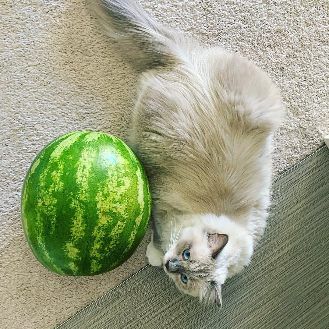 Post 4 by Jedi & Missy & Dane Ragdolls on Instagram (image)