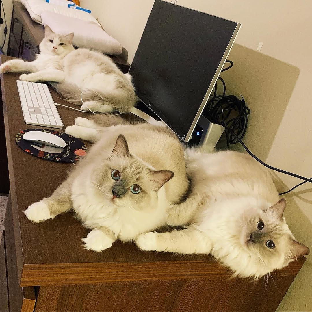 Post 6 by Jedi & Missy & Dane Ragdolls on Instagram (image)