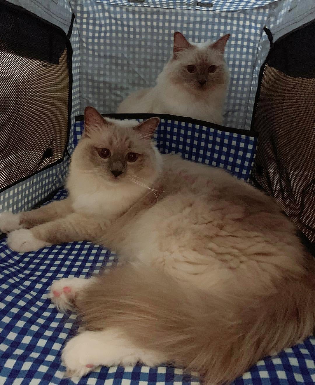 Post 9 by Jedi & Missy & Dane Ragdolls on Instagram (image)