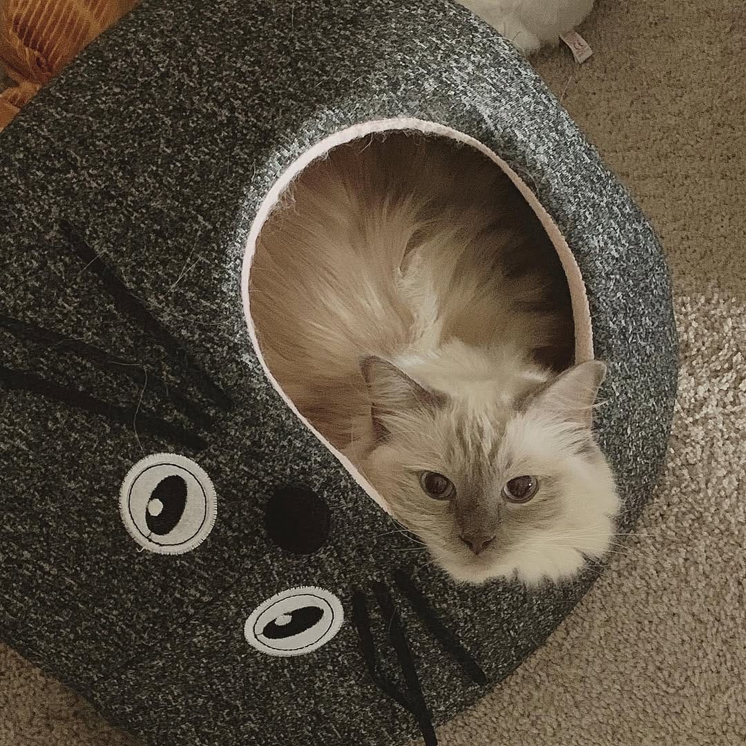 Post 7 by Jedi & Missy & Dane Ragdolls on Instagram (image)