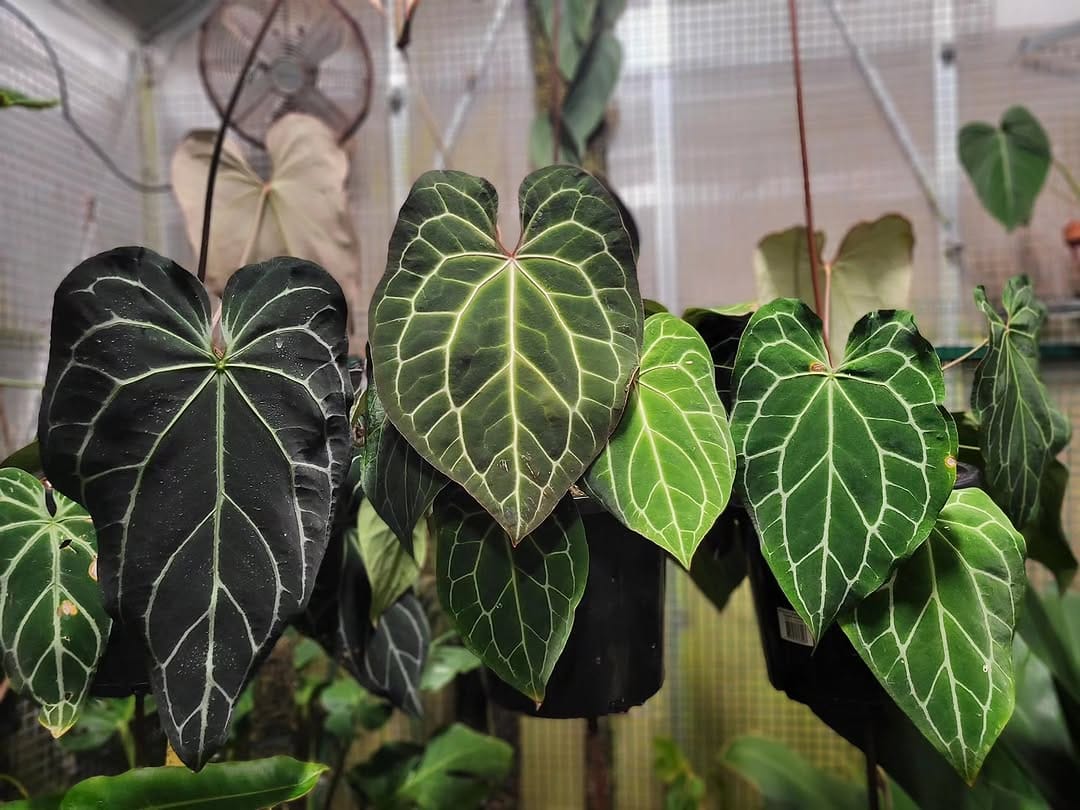 Post 3 by Ken Hossen on Instagram (image)
