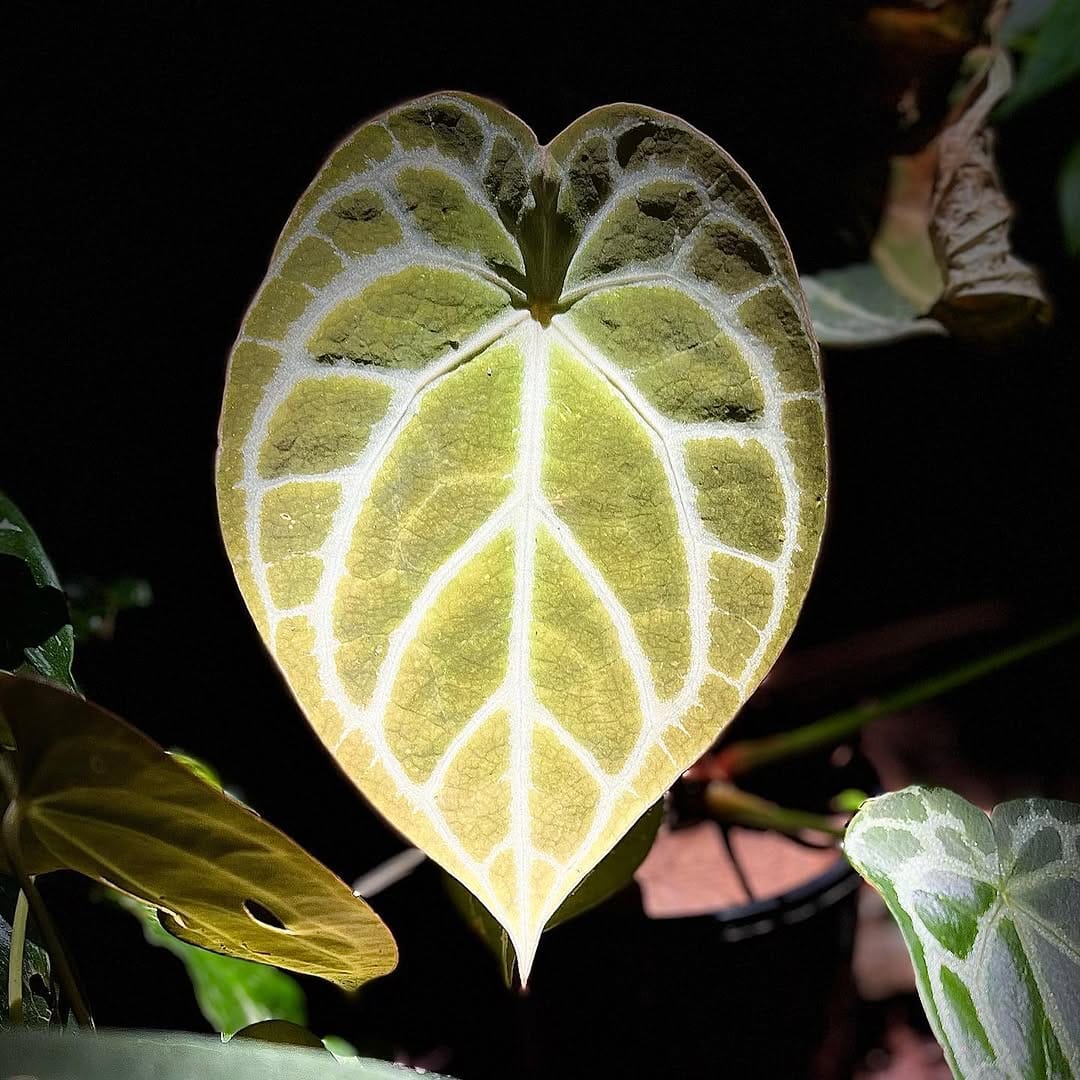 Post 7 by Ken Hossen on Instagram (image)