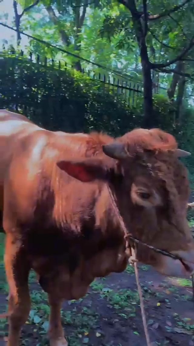 Post 1 by Taman Lalu Lintas Bandung on Instagram (video)