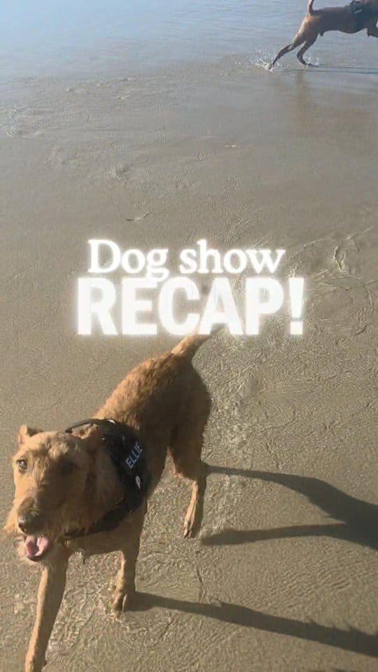 Post 4 by Thistle Lady Brussell, Shamrock Walter Brussell & El Dorado on Instagram (video)