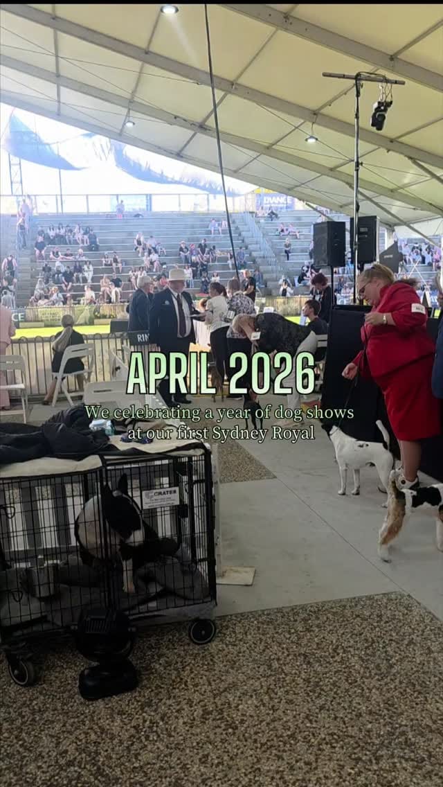 Post 7 by Thistle Lady Brussell, Shamrock Walter Brussell & El Dorado on Instagram (video)