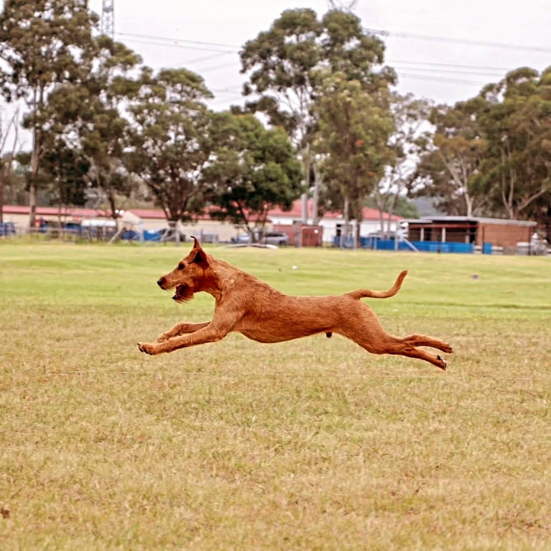 Post 2 by Thistle Lady Brussell, Shamrock Walter Brussell & El Dorado on Instagram (carousel)