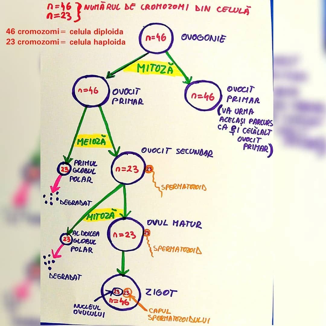 Post 6 by Cum invat? on Instagram (image)