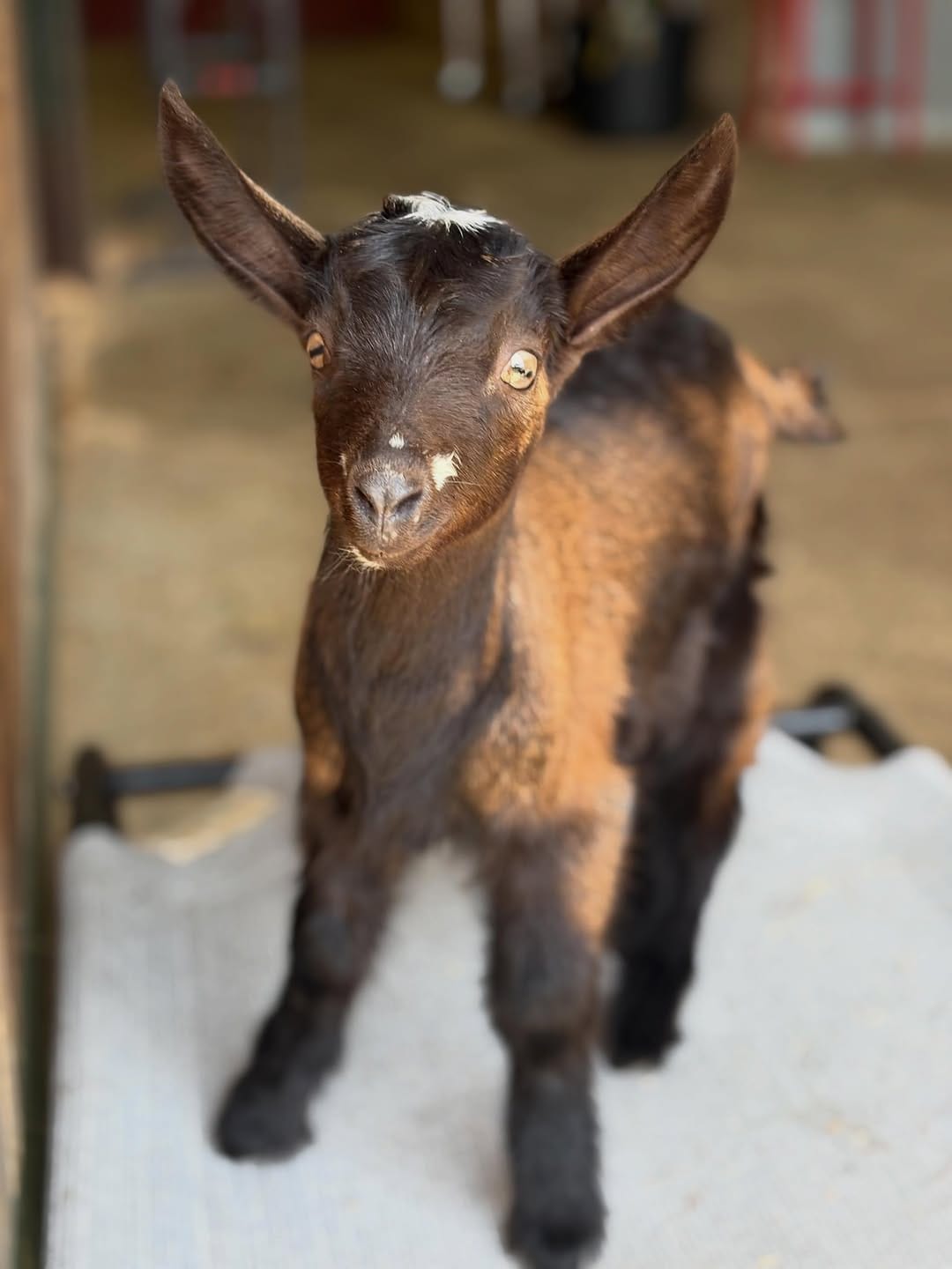 Post 1 by Puget Sound Goat Rescue on Instagram (image)