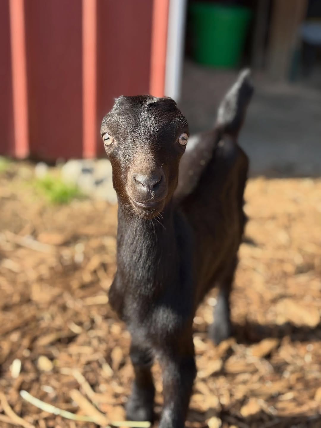 Post 7 by Puget Sound Goat Rescue on Instagram (image)