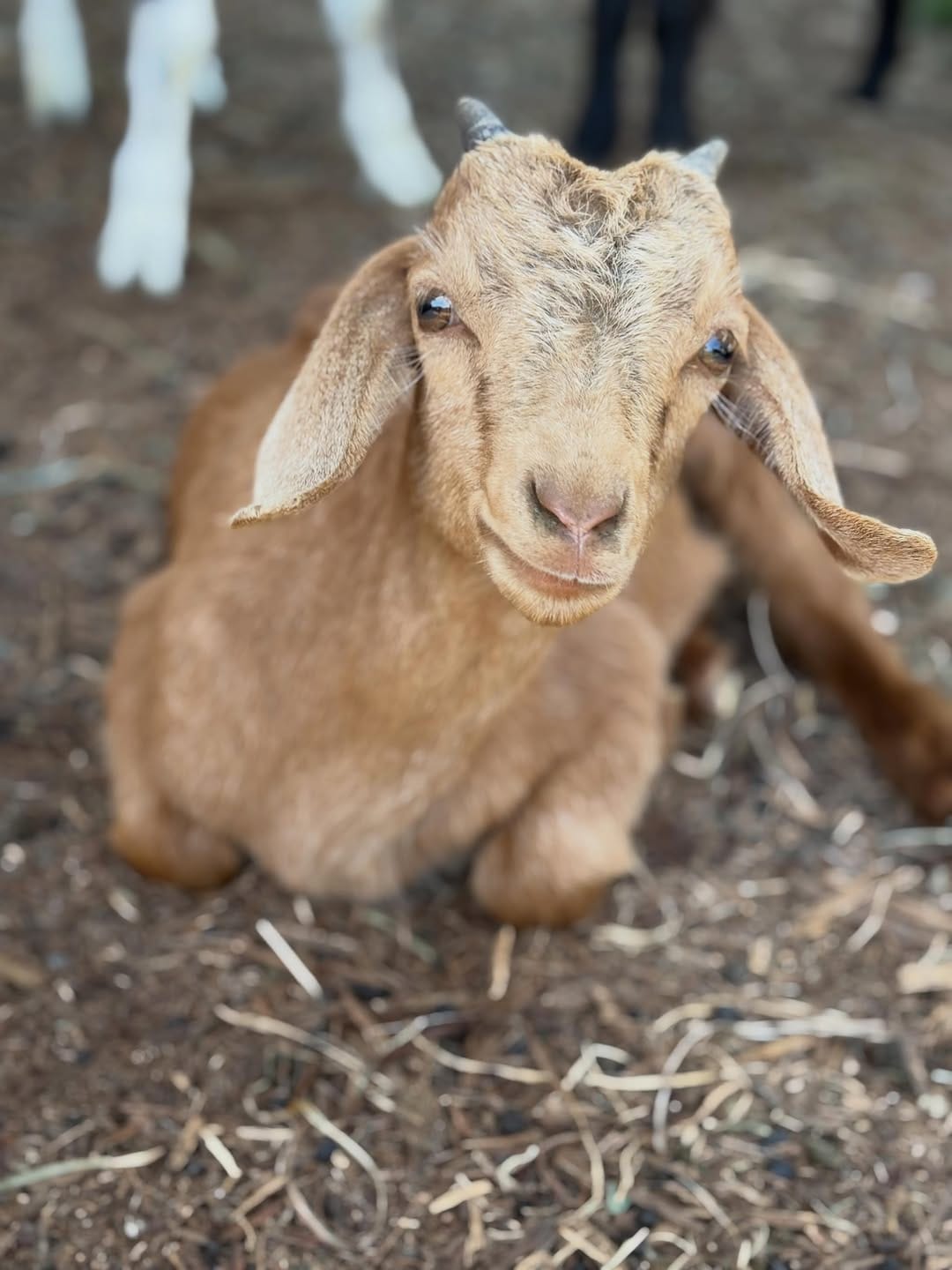 Post 8 by Puget Sound Goat Rescue on Instagram (image)