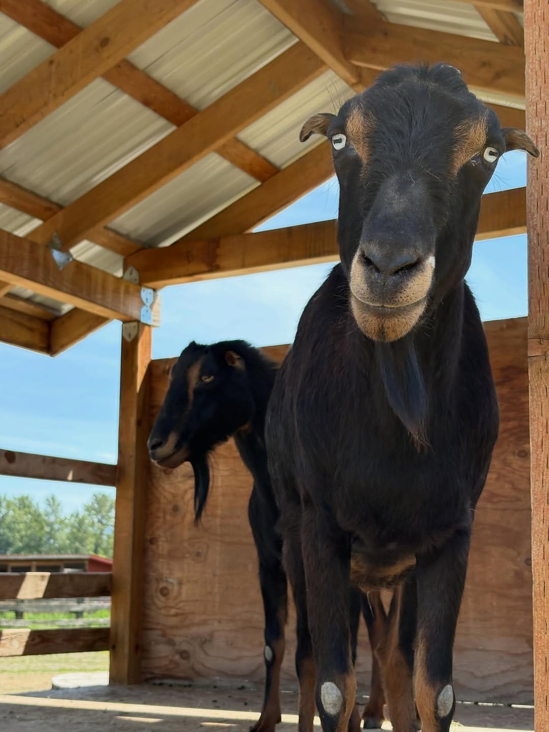 Post 3 by Puget Sound Goat Rescue on Instagram (image)