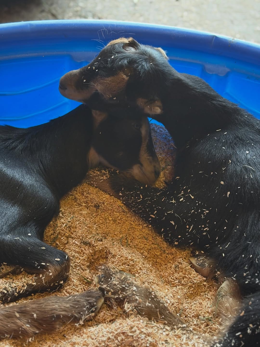 Post 5 by Puget Sound Goat Rescue on Instagram (carousel)