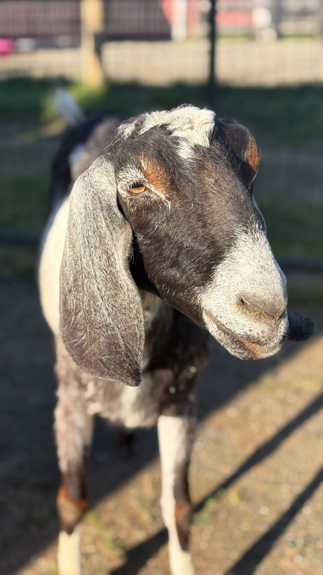 Post 4 by Puget Sound Goat Rescue on Instagram (video)