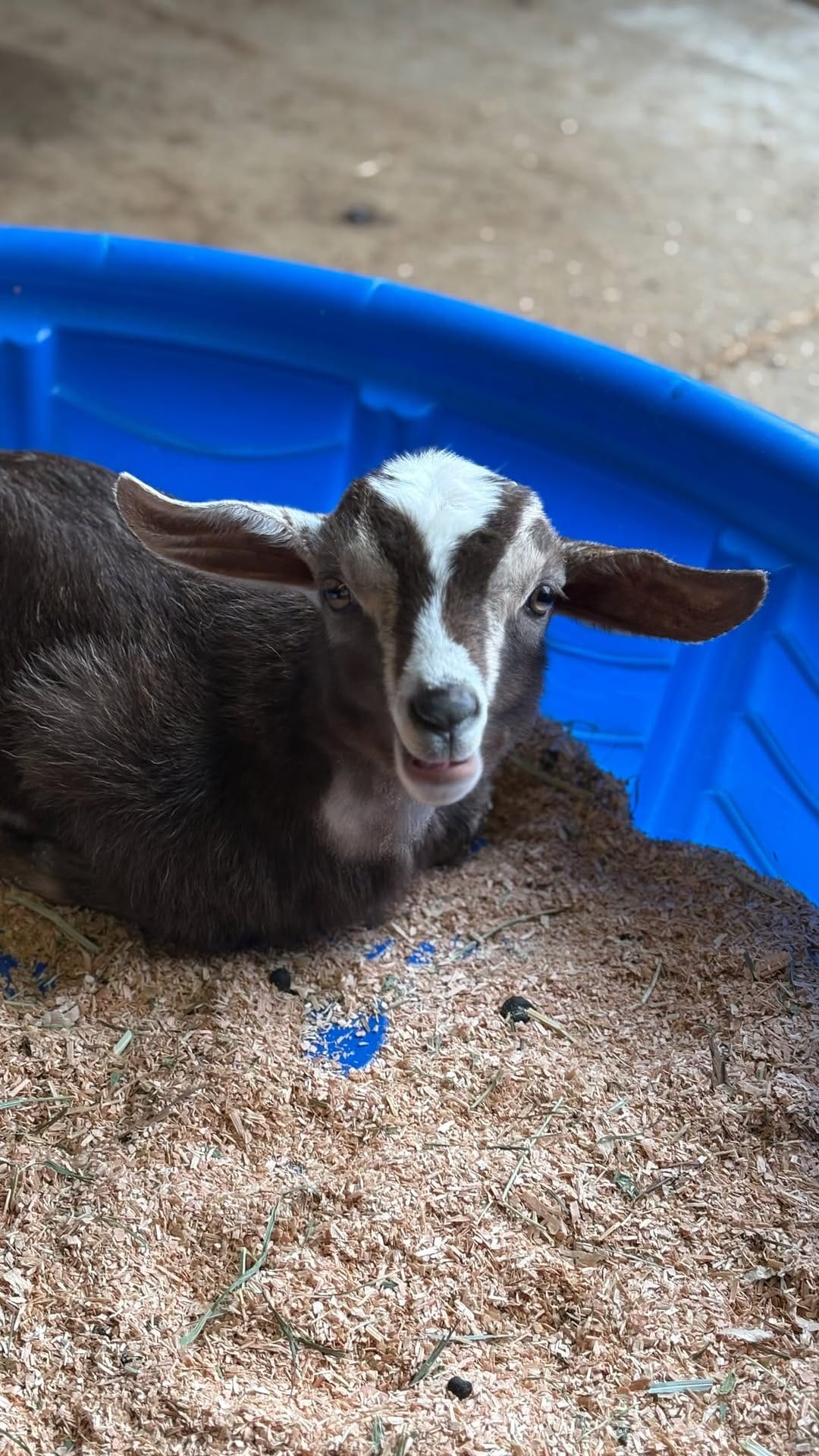Post 9 by Puget Sound Goat Rescue on Instagram (video)