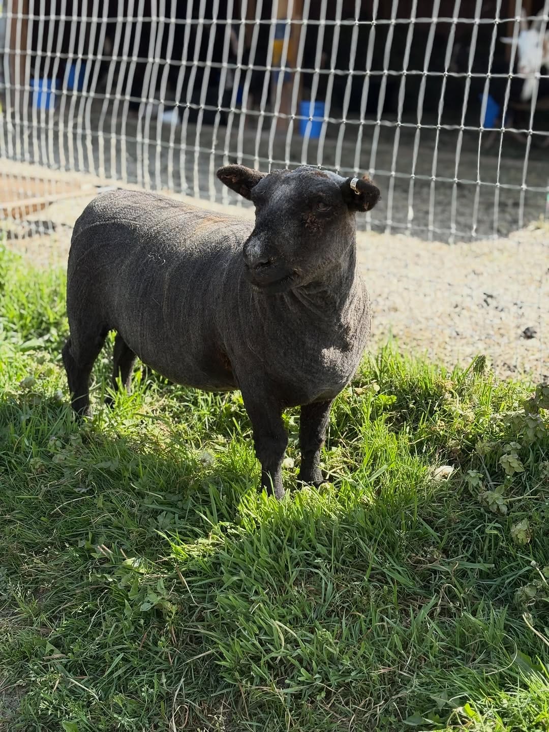 Post 10 by Puget Sound Goat Rescue on Instagram (carousel)