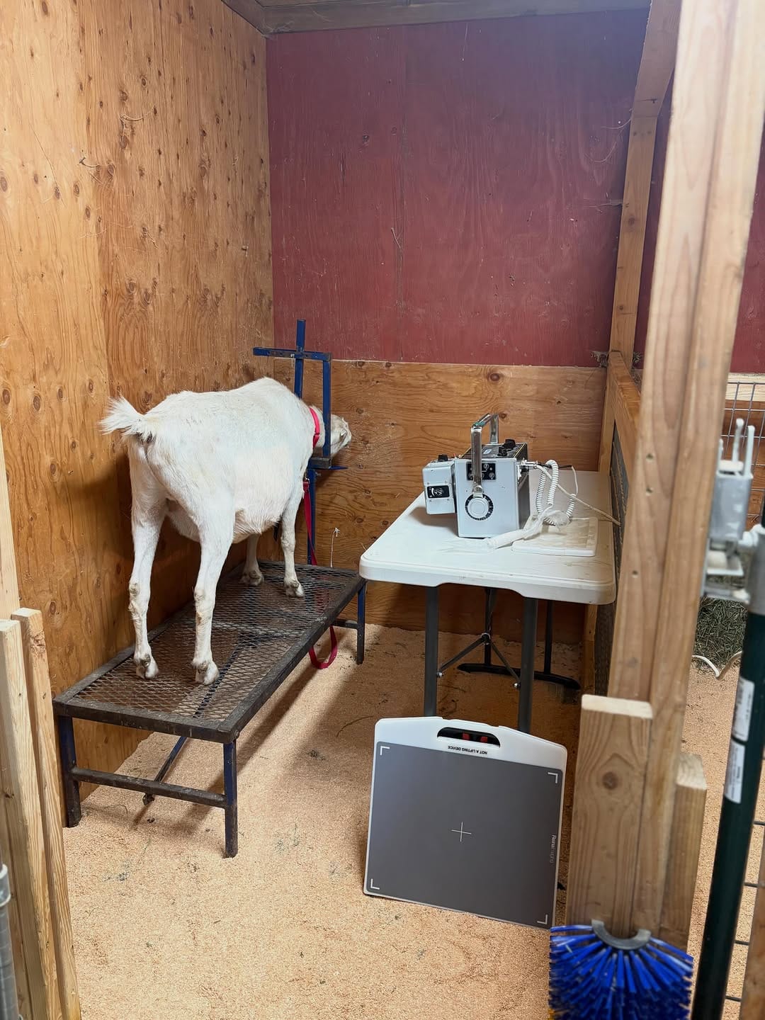 Post 6 by Puget Sound Goat Rescue on Instagram (carousel)