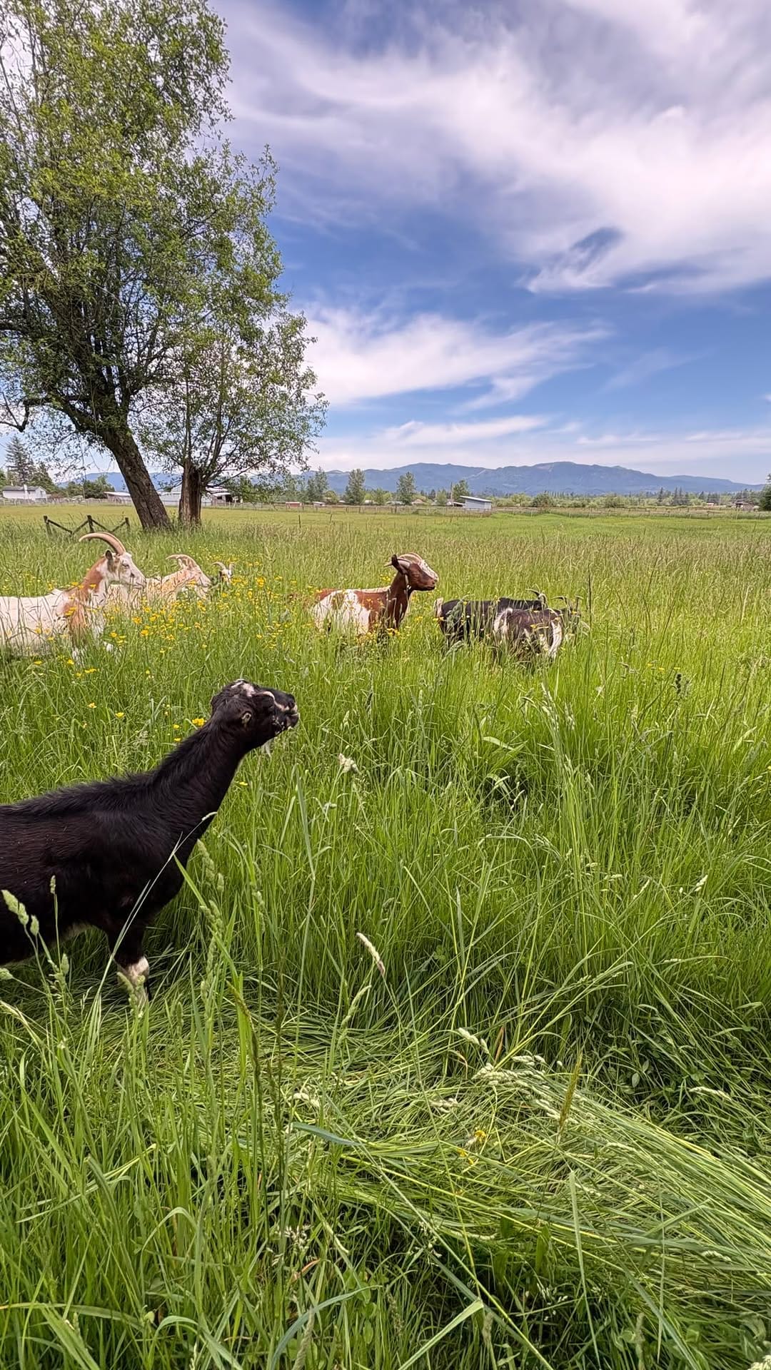 Post 2 by Puget Sound Goat Rescue on Instagram (video)