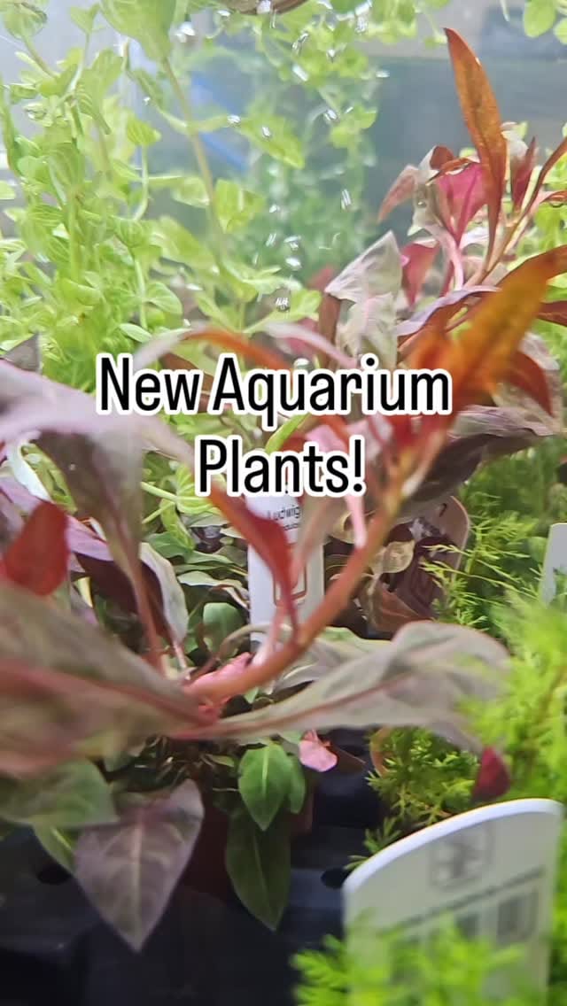 Post 8 by Wilderly on Instagram (video)