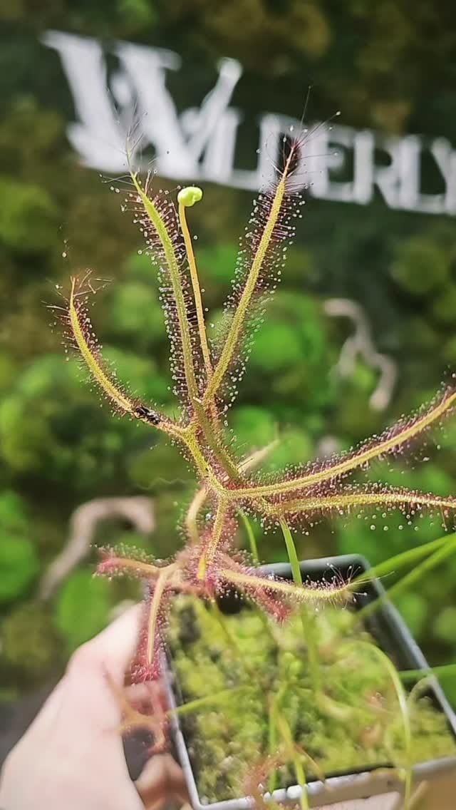 Post 3 by Wilderly on Instagram (video)