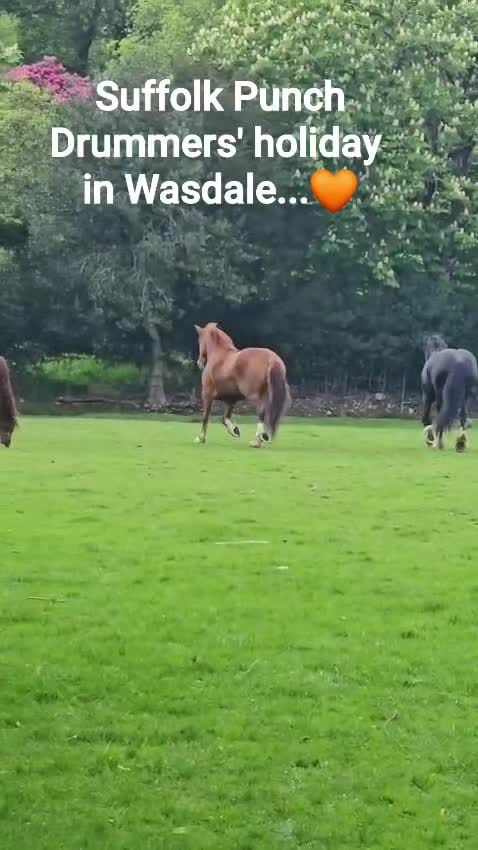 Post 7 by Anne Rose on Instagram (video)