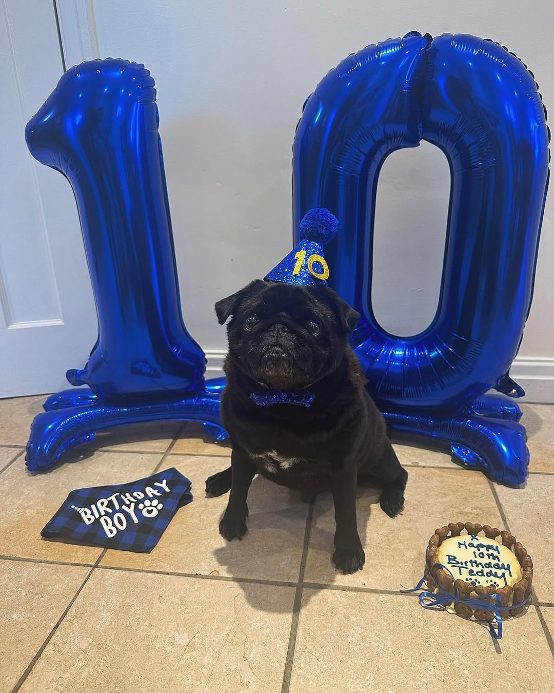 Post 4 by Teddy Pug 🐶🐾 on Instagram (carousel)