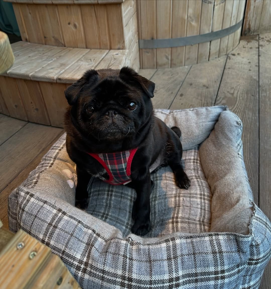 Post 1 by Teddy Pug 🐶🐾 on Instagram (carousel)