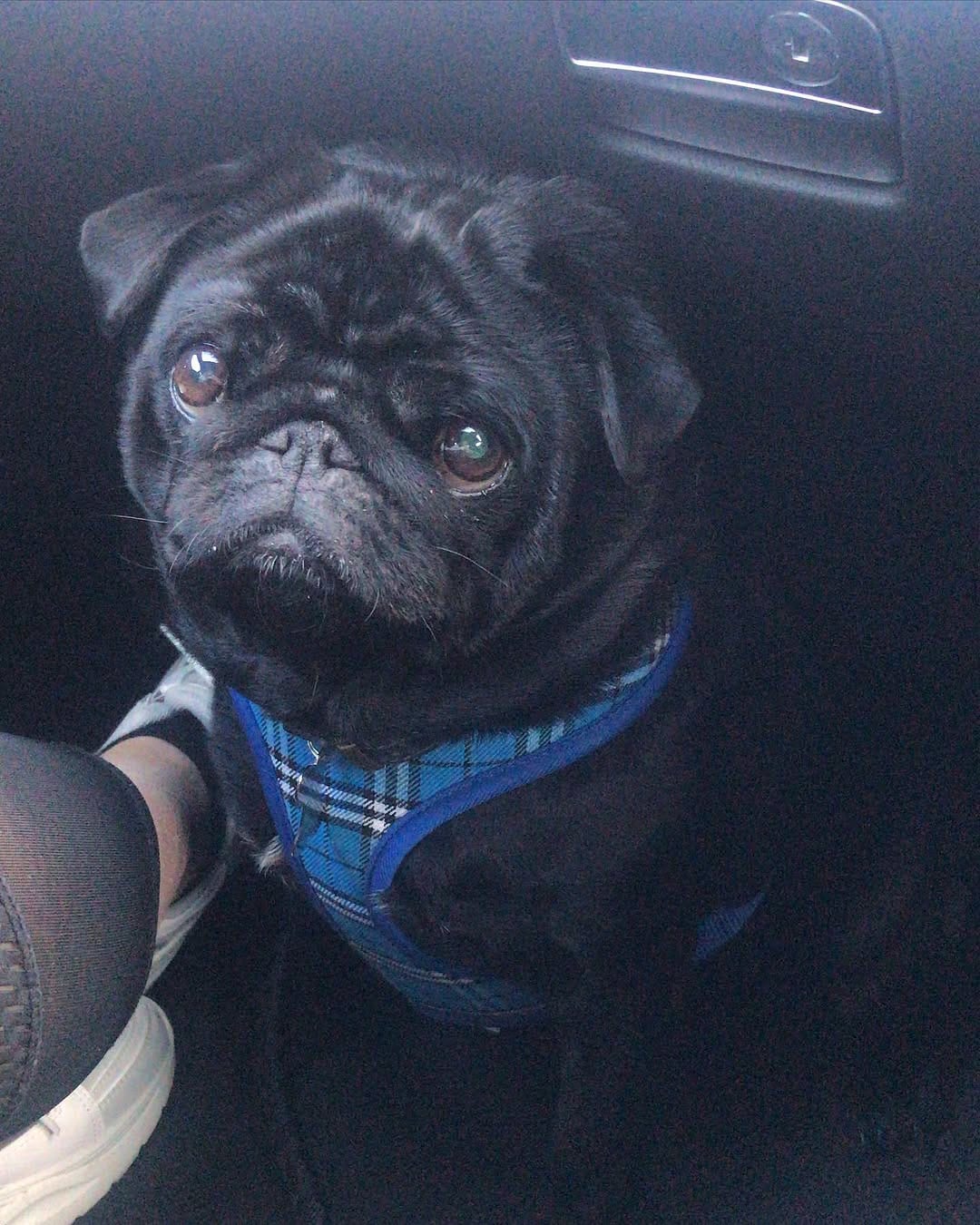 Post 7 by Teddy Pug 🐶🐾 on Instagram (image)
