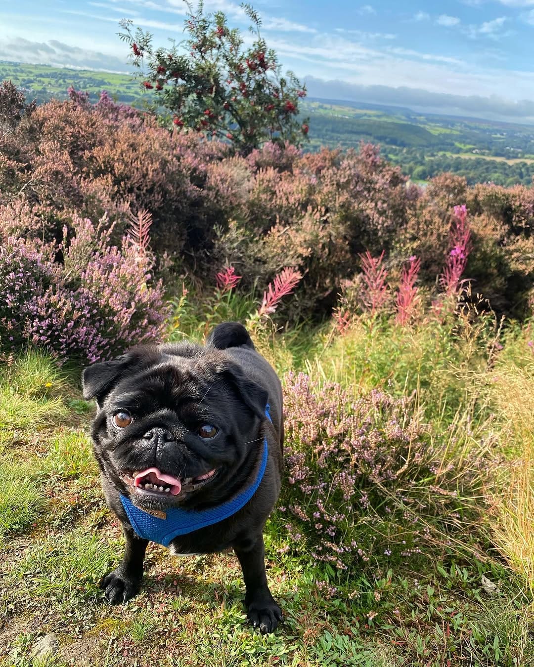 Post 9 by Teddy Pug 🐶🐾 on Instagram (image)