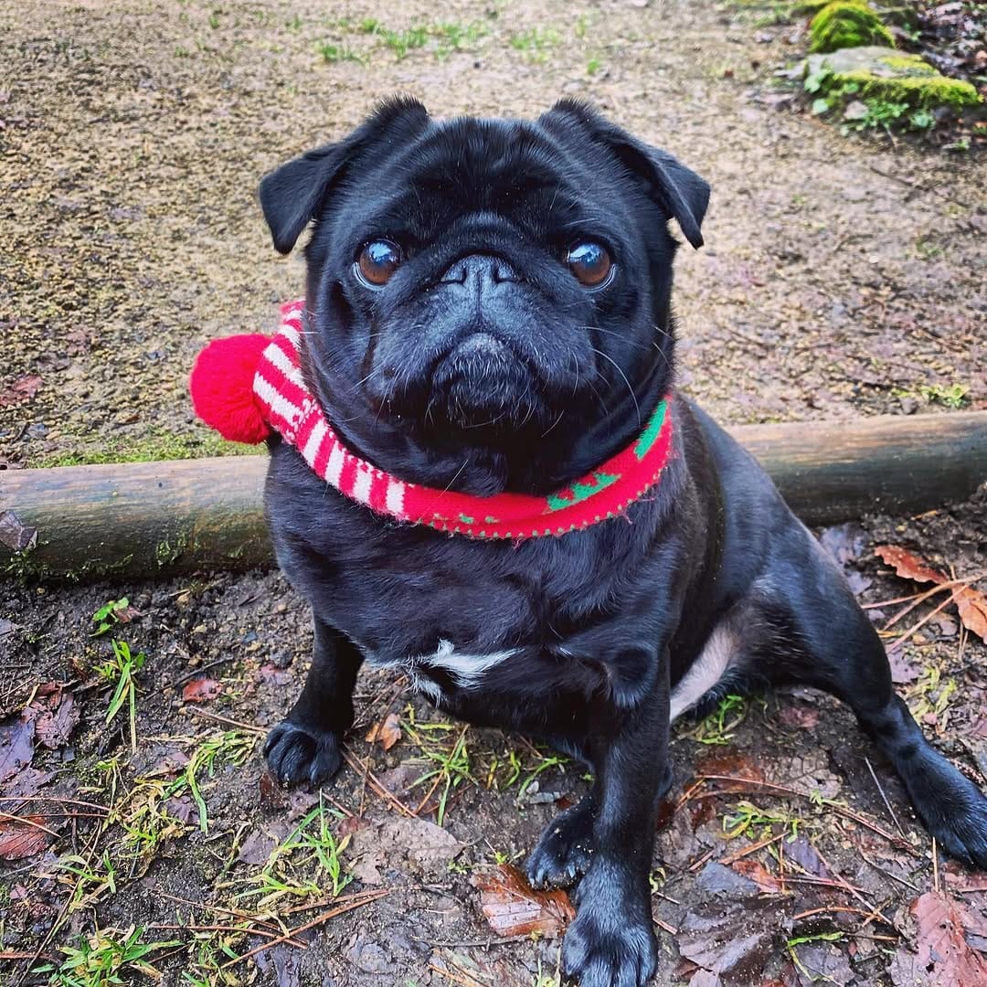 Post 6 by Teddy Pug 🐶🐾 on Instagram (image)