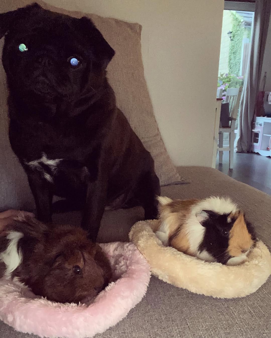 Post 10 by Teddy Pug 🐶🐾 on Instagram (image)