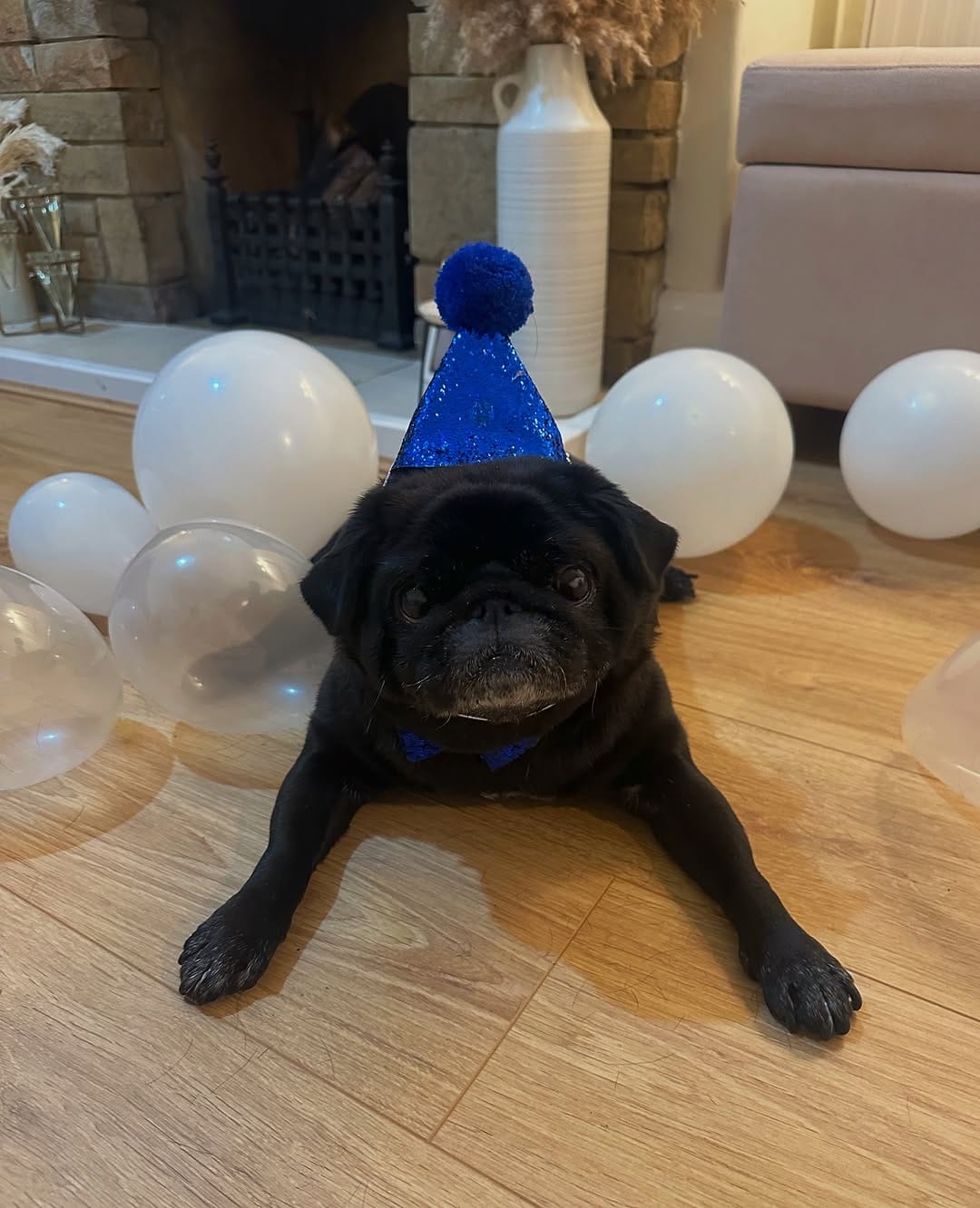 Post 2 by Teddy Pug 🐶🐾 on Instagram (carousel)