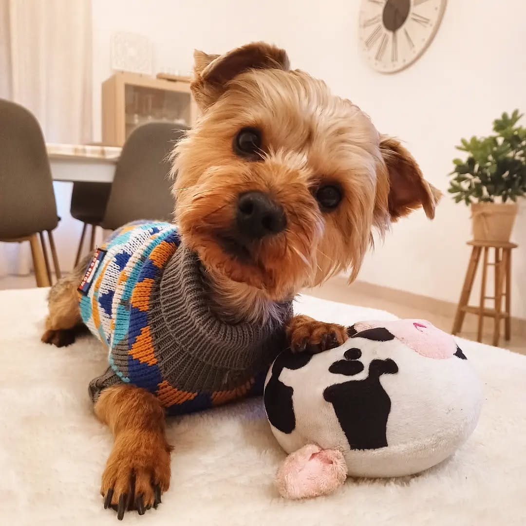 Post 10 by TᗯI᙭ TᕼE YOᖇKIE 💙 on Instagram (image)