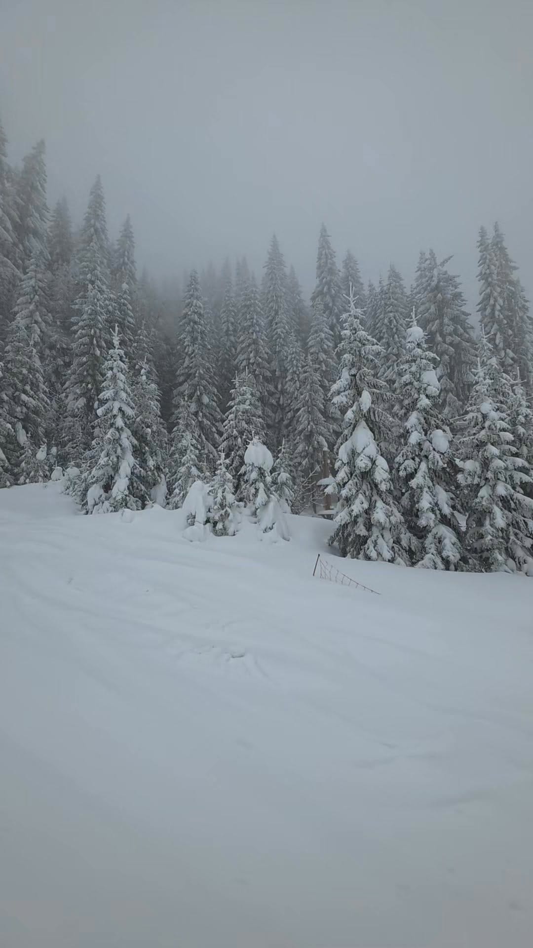 Post 7 by Ski škola "Peggy" - Jahorina on Instagram (video)