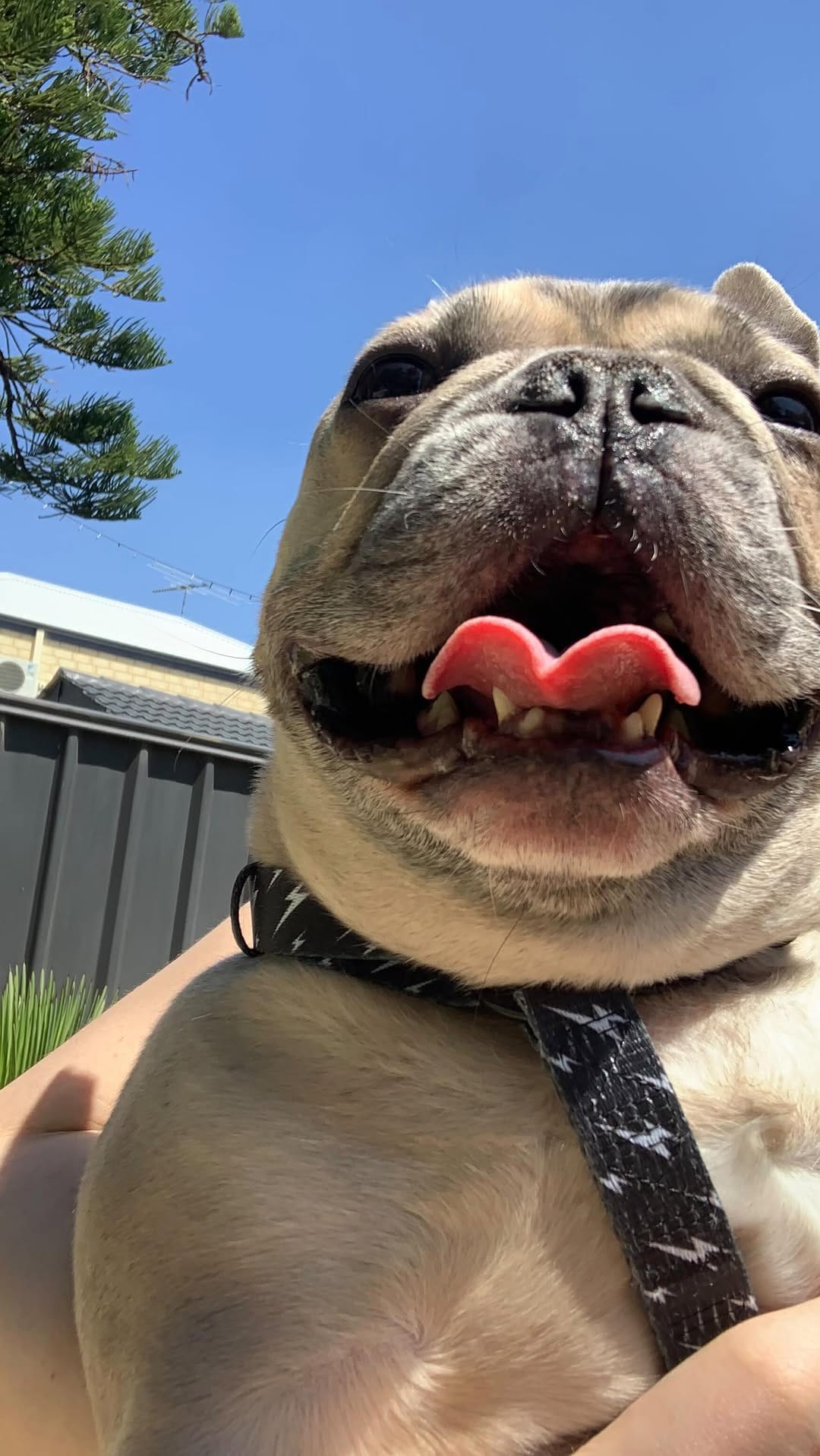 Post 2 by Pierre, Remy & Benny on Instagram (video)