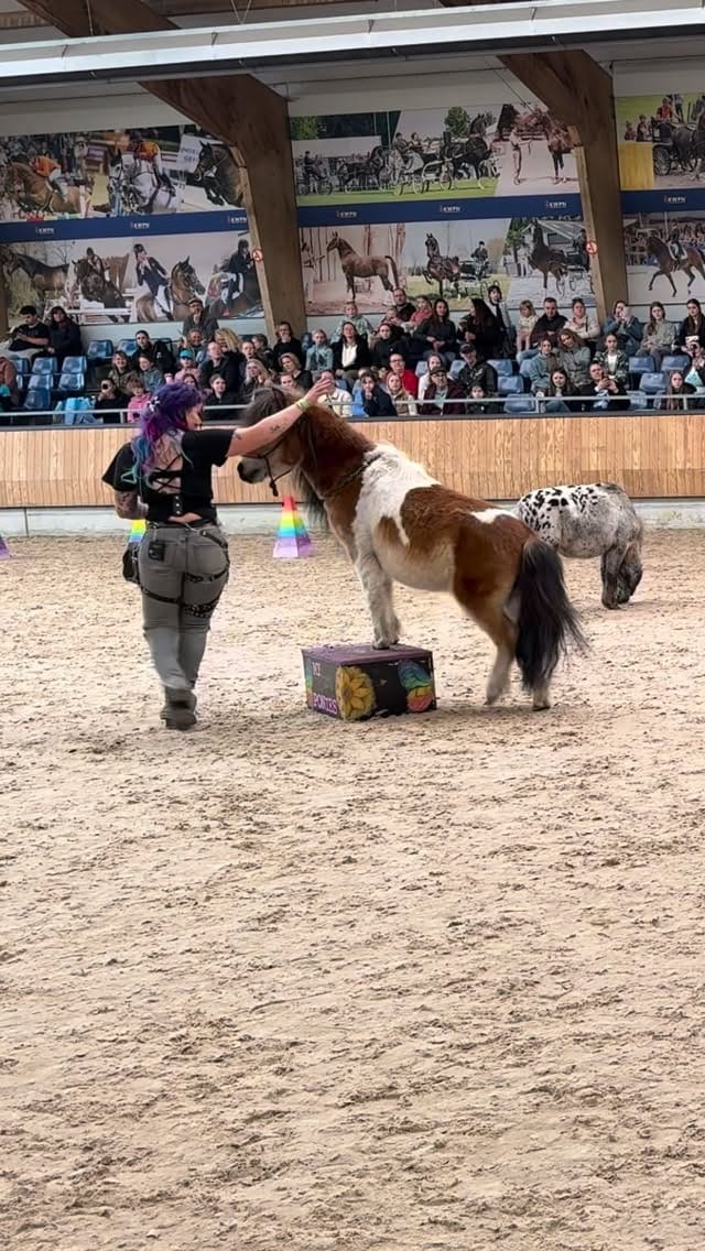 Post 7 by My Little Ponies 🏳️‍🌈 | Agility Showteam on Instagram (video)