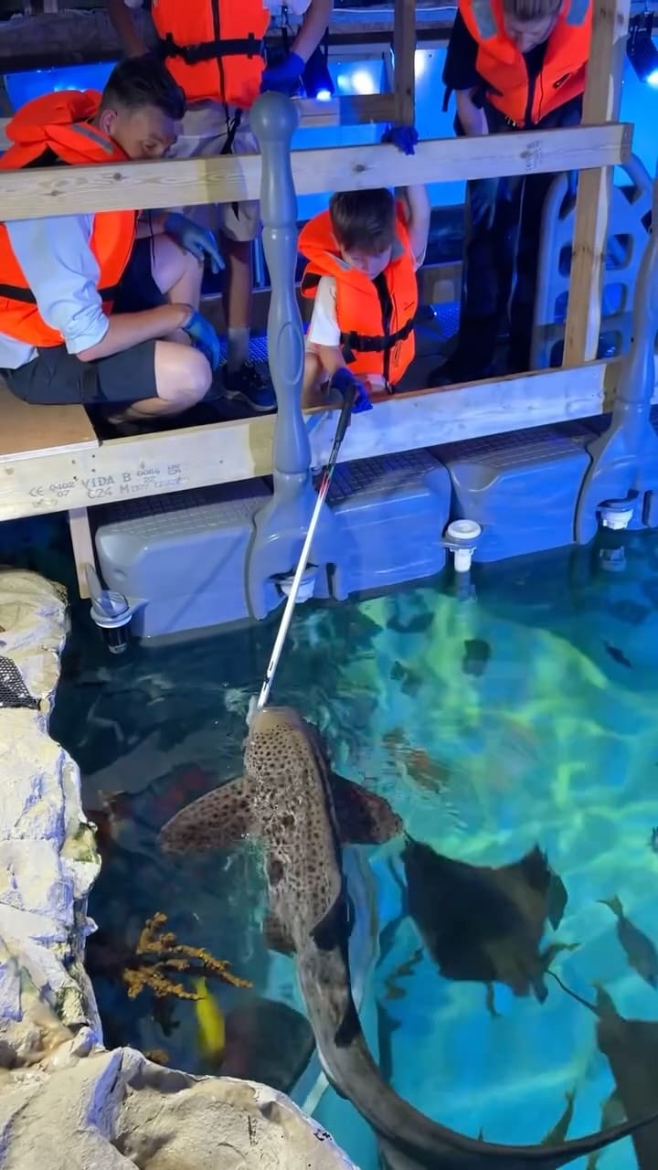 Post 10 by SEALIFE ADVENTURE on Instagram (video)