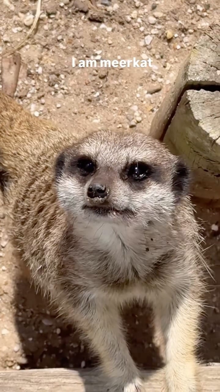 Post 7 by SEALIFE ADVENTURE on Instagram (video)