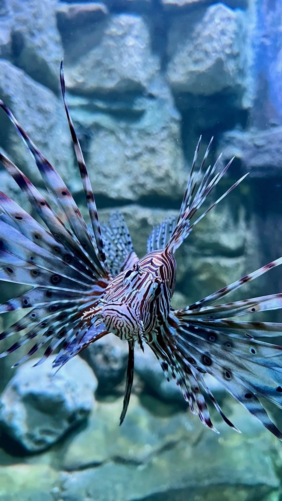 Post 4 by SEALIFE ADVENTURE on Instagram (video)