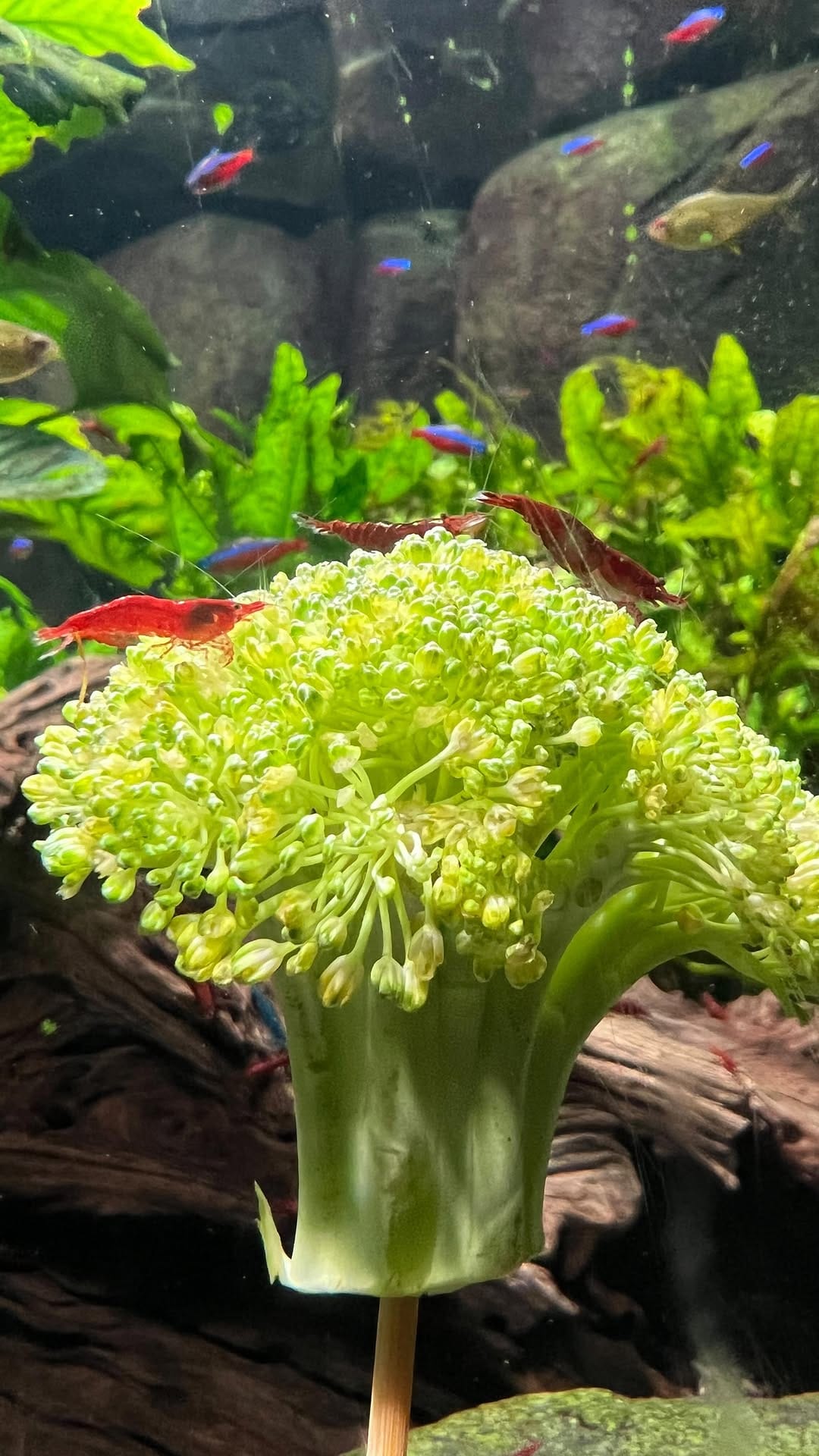 Post 6 by SEALIFE ADVENTURE on Instagram (video)