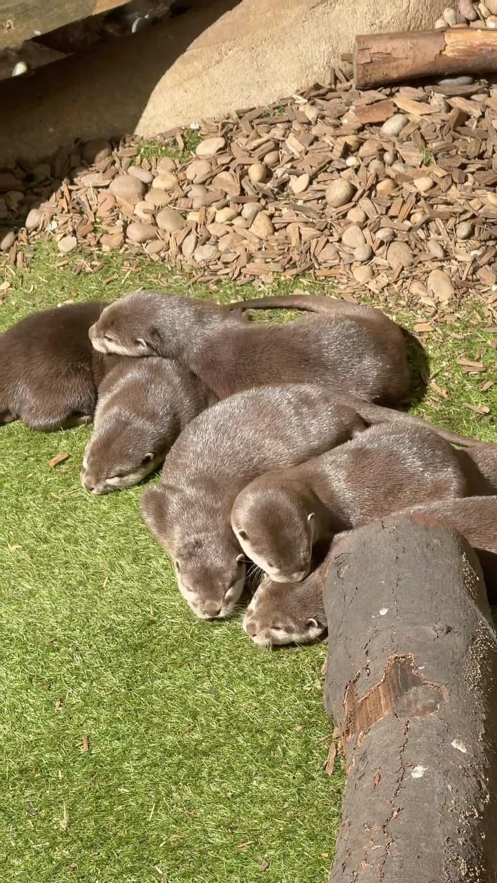 Post 1 by SEALIFE ADVENTURE on Instagram (video)