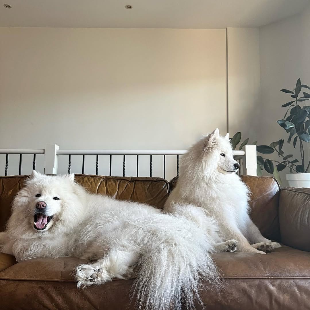 Post 8 by Jack the Samoyed on Instagram (image)