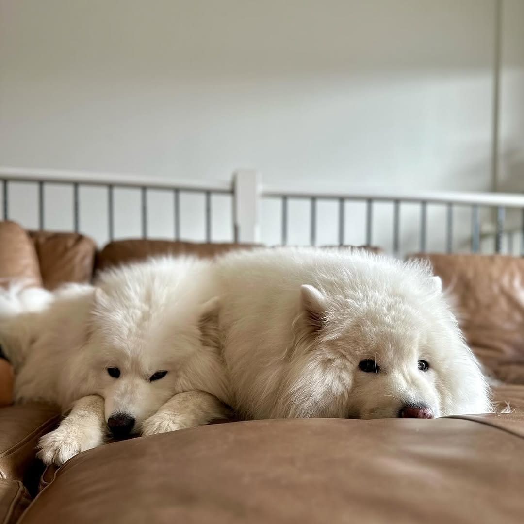 Post 2 by Jack the Samoyed on Instagram (image)