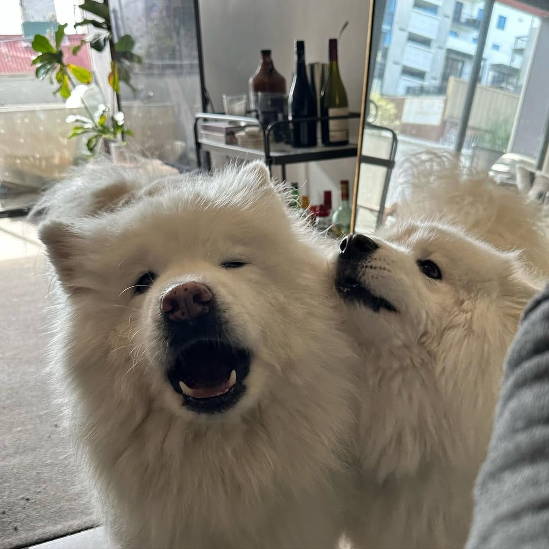 Post 5 by Jack the Samoyed on Instagram (image)