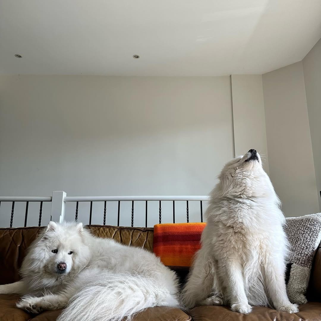 Post 4 by Jack the Samoyed on Instagram (image)