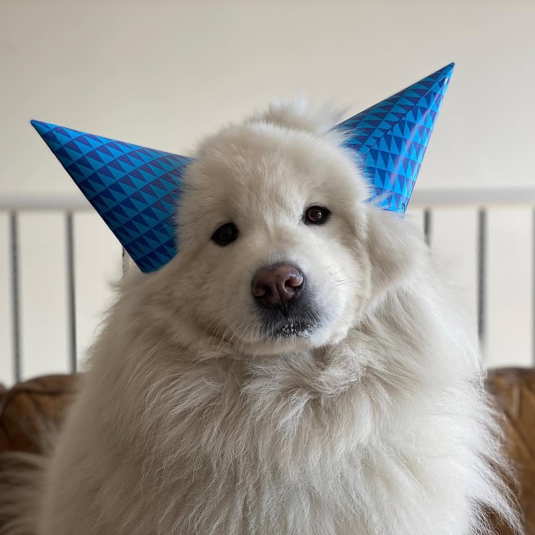 Post 6 by Jack the Samoyed on Instagram (image)